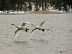 Going to land