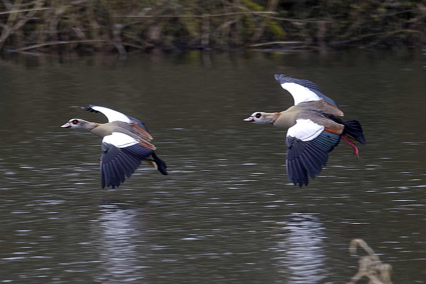 GOL2806 Nilgänse Landeflug