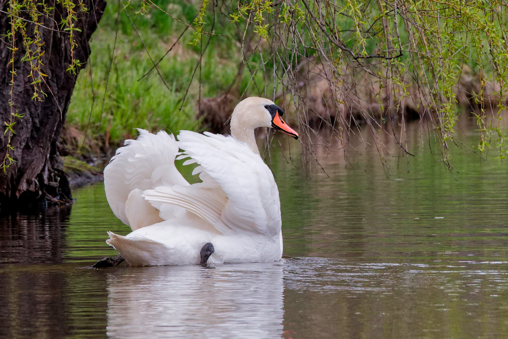 _GOL3523 Höckerschwan