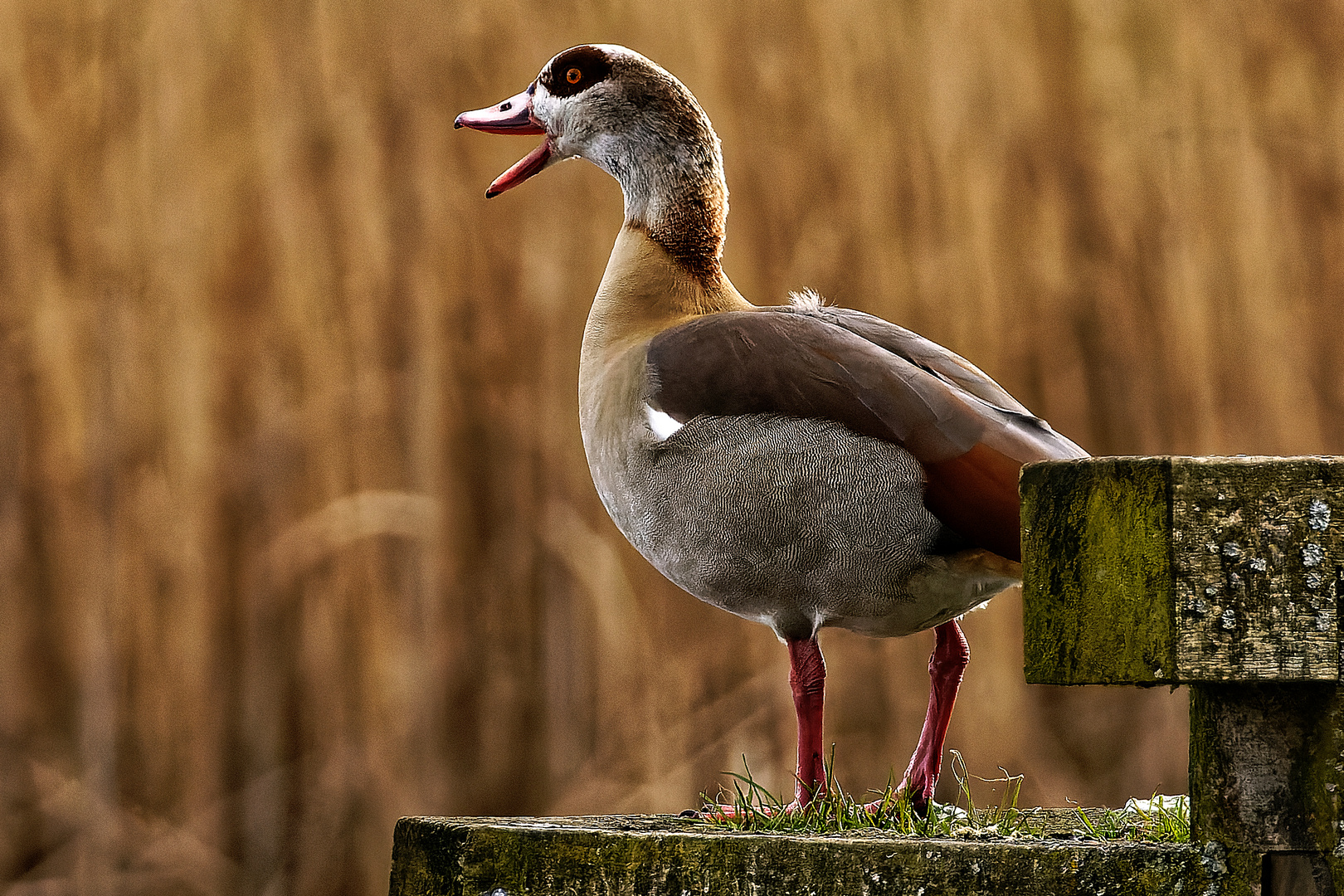 GOL_4247Nilgans 