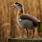 GOL_4247Nilgans 