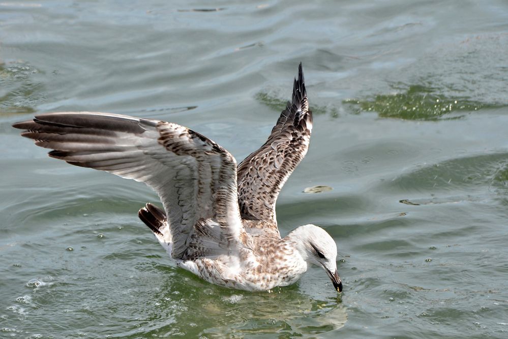 Goêland à la pêche