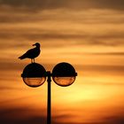 goêland en attente de la nuit.