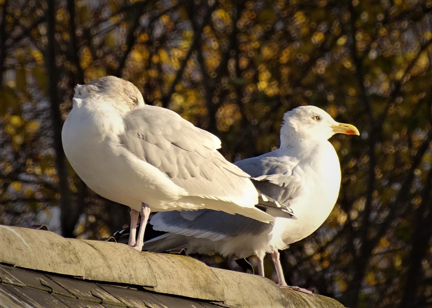 Goêlands d'automne