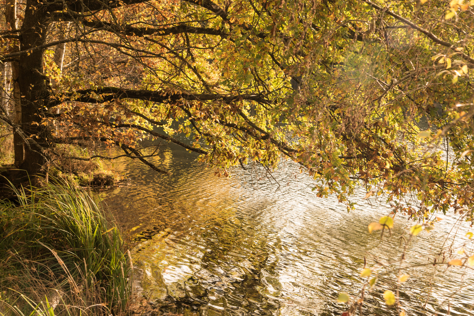 Gold am Riedsee