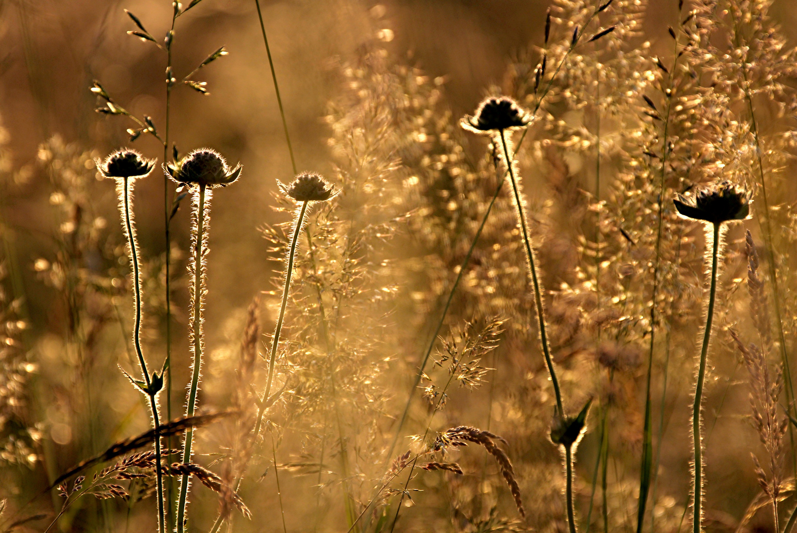 Gold am Wegesrand...