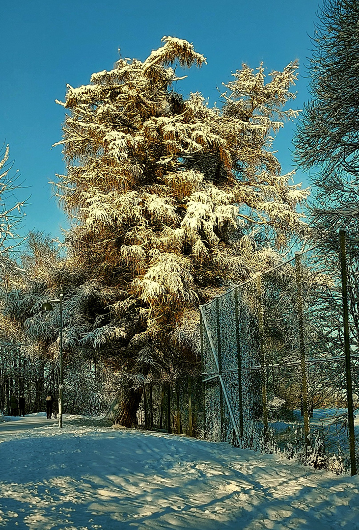 Gold and sunny day