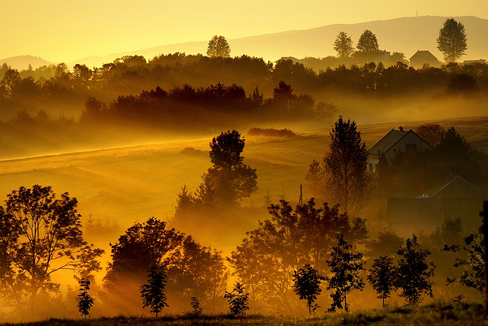 gold autumn morning