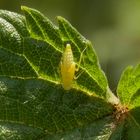 Gold-Blattzikaden-Nymphe (Eupteryx aurata)