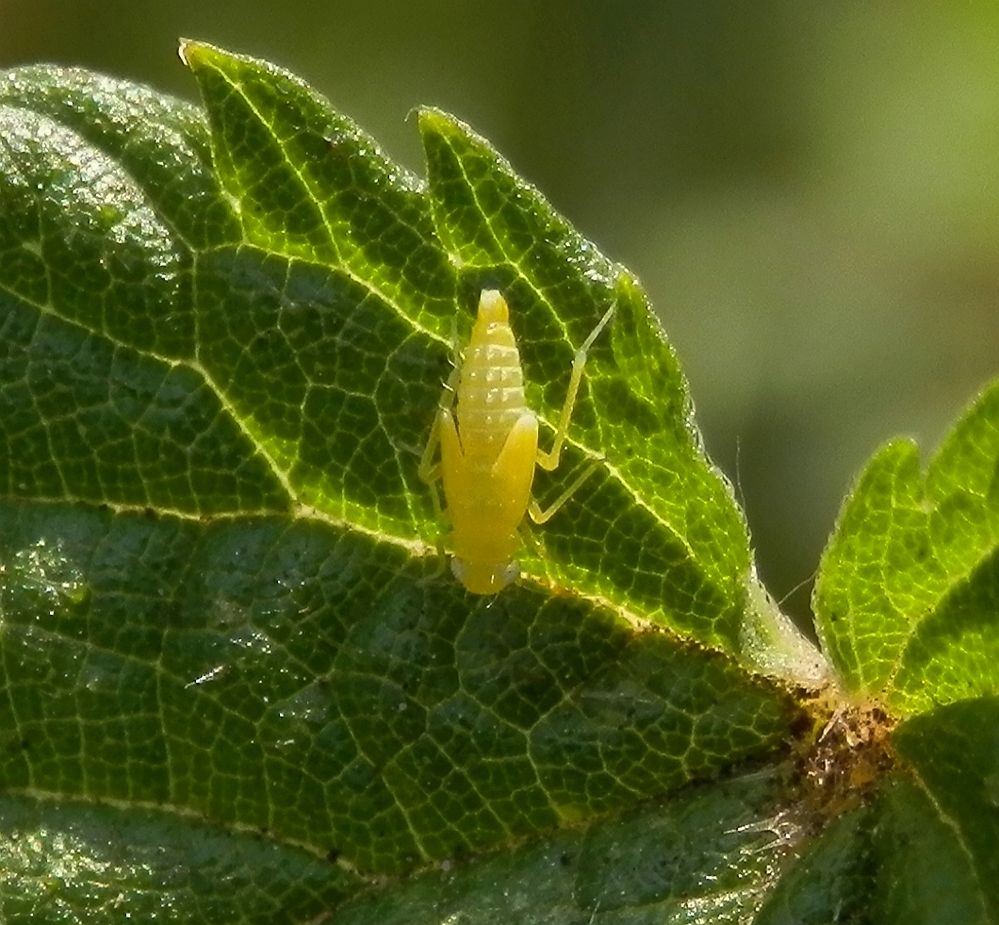 Gold-Blattzikaden-Nymphe (Eupteryx aurata)