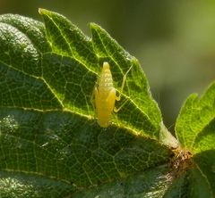 Gold-Blattzikaden-Nymphe (Eupteryx aurata)