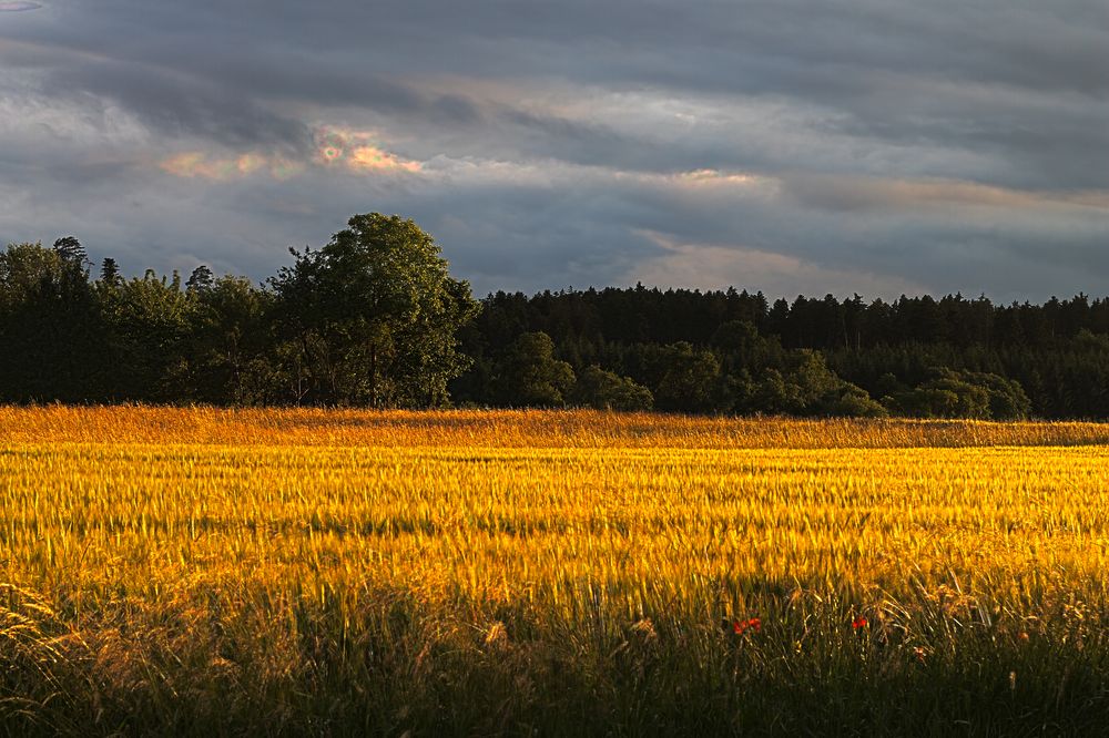 Gold von SeFraFoto