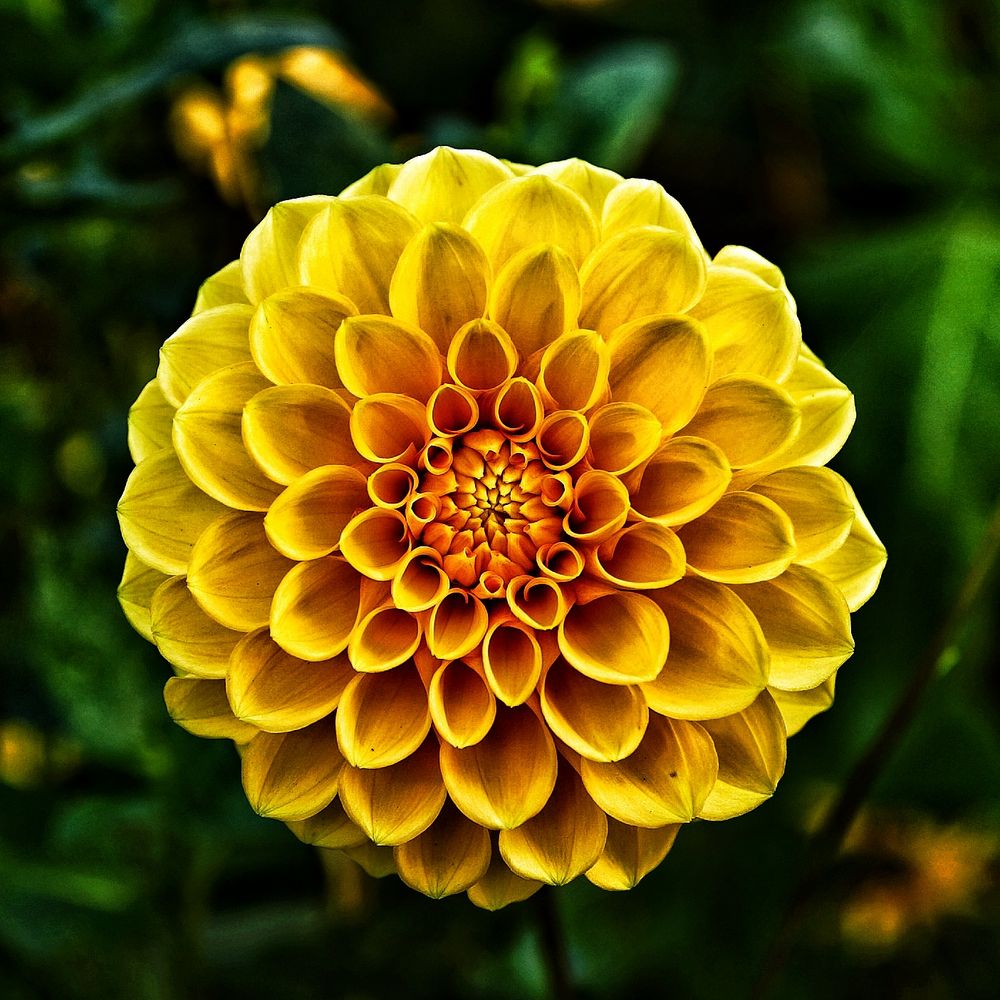 Gold Chrysantheme