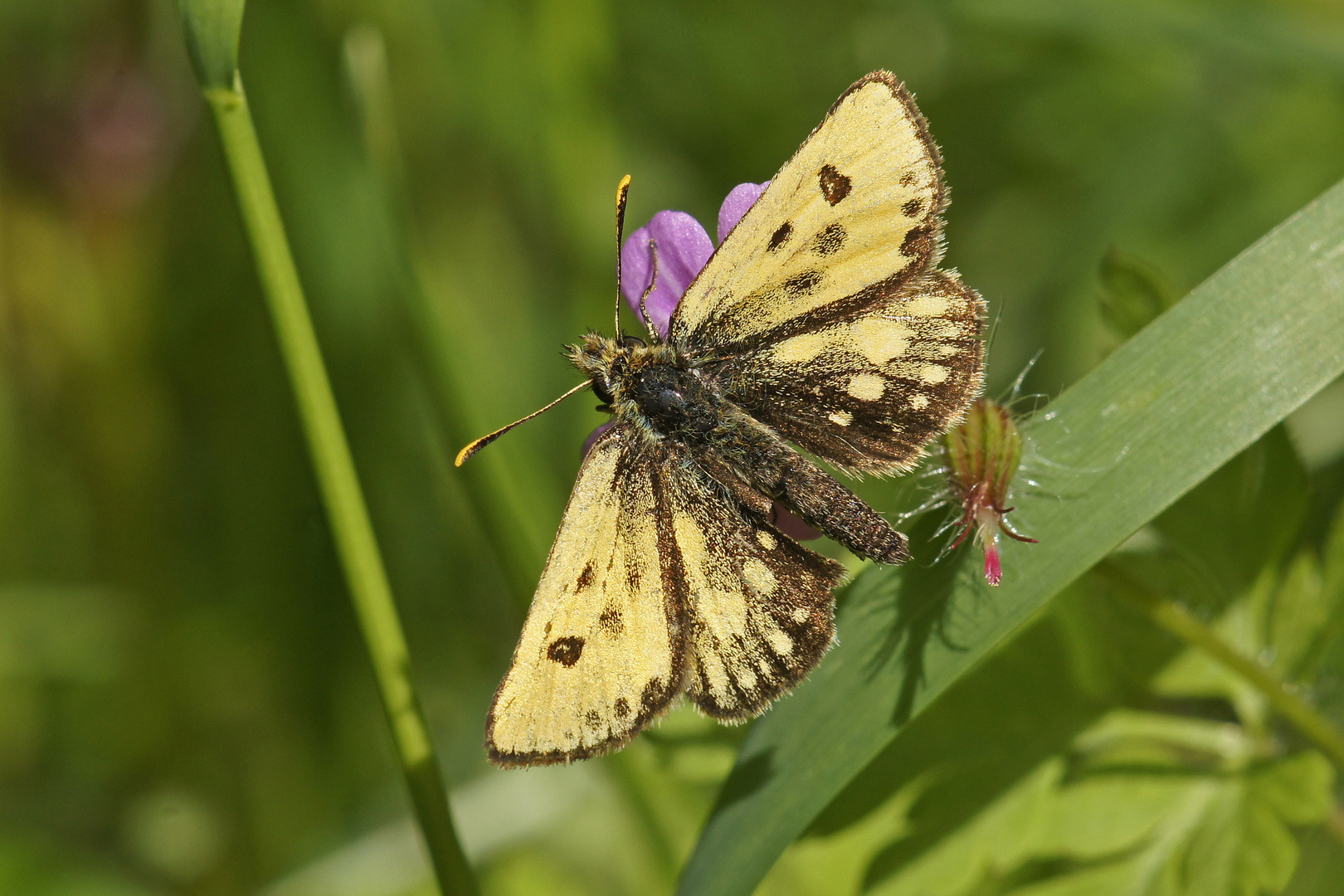 Gold-Dickkopffalter (Carterocephalus silvicola), Männchen