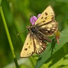 Gold-Dickkopffalter (Carterocephalus silvicola), Männchen