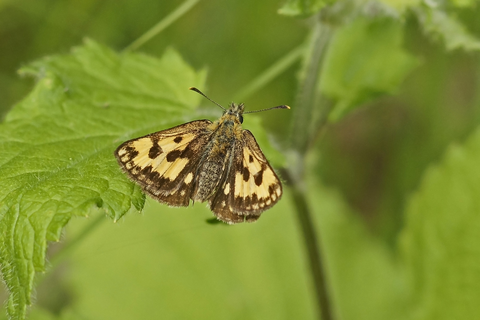 Gold-Dickkopffalter (Carterocephalus silvicola), Weibchen