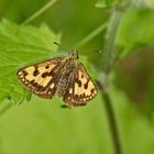 Gold-Dickkopffalter (Carterocephalus silvicola), Weibchen