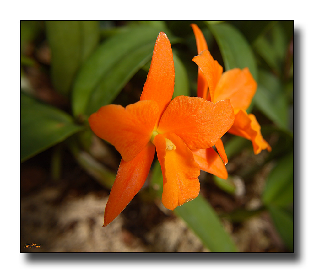 Gold Digger    (Laeliocattleya)