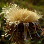 Gold-Distel