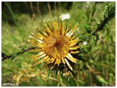 Gold-Distel