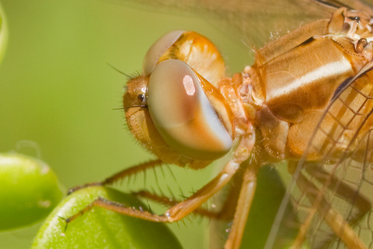 Gold Dragonfly