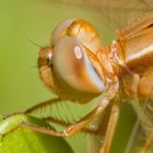 Gold Dragonfly