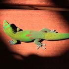 Gold dust day gecko