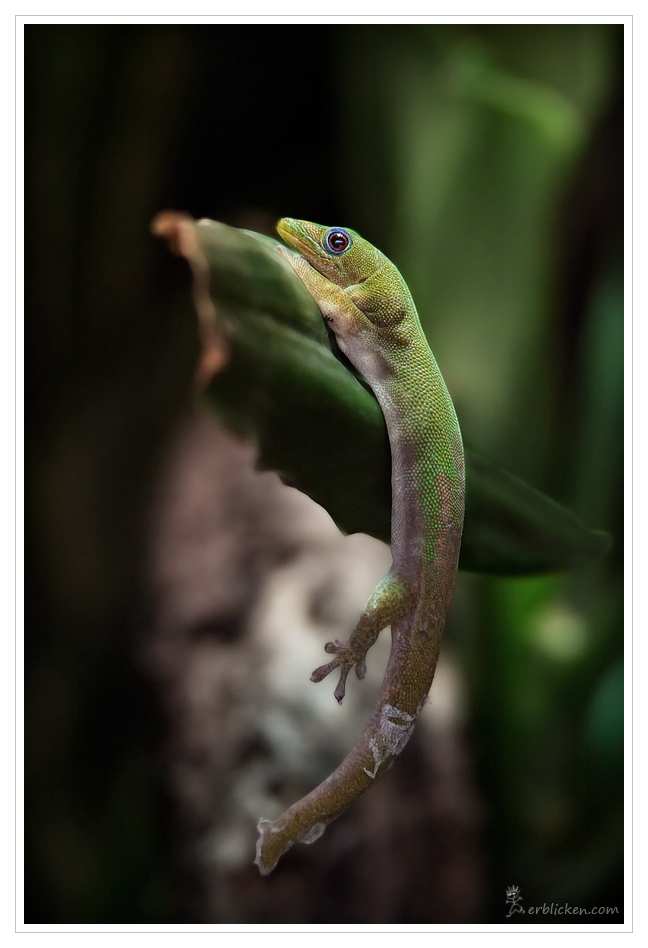 Gold dust day gecko