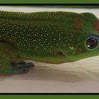 gold dust day gecko