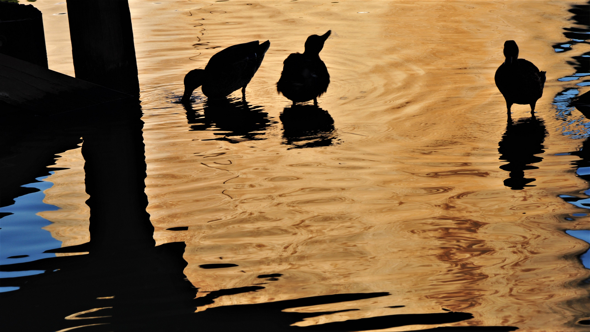 Gold-Enten 