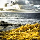 gold field, dark sky