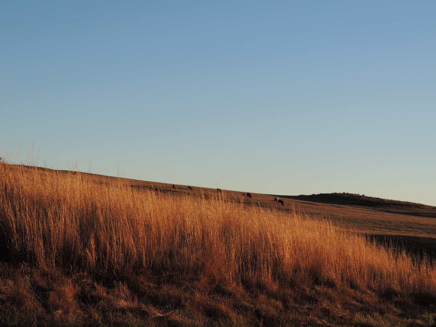 Gold fields to the cattle.