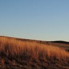 Gold fields to the cattle.