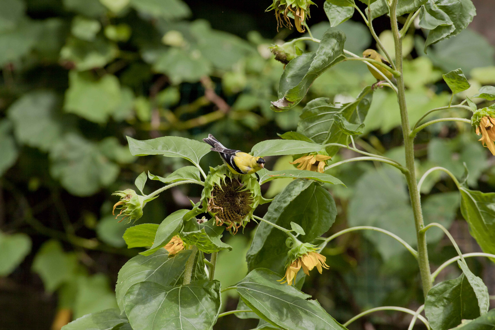 gold finch