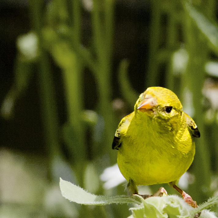 gold finch II