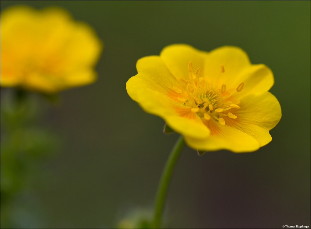 Gold-Fingerkraut (Potentilla aurea)