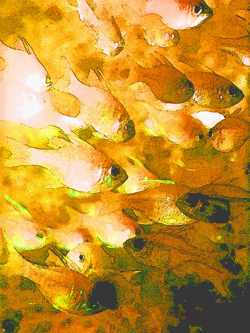 Gold-Fische