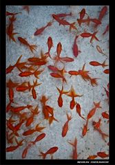 Gold Fishes1