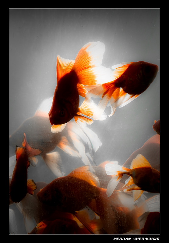 Gold Fishes3