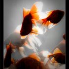 Gold Fishes3