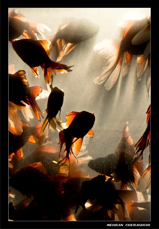 Gold Fishes4