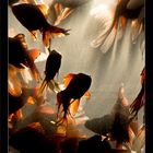 Gold Fishes4