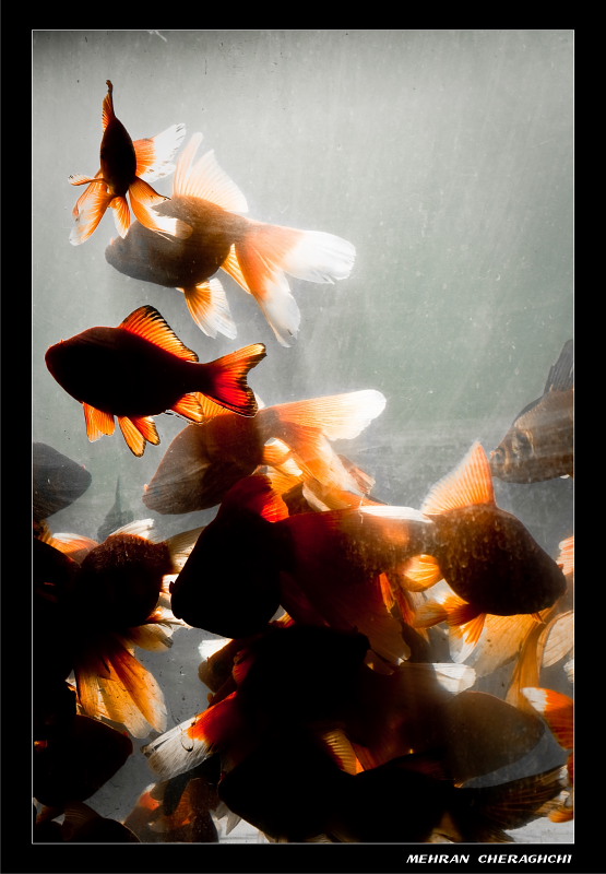 Gold fishes5