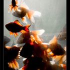 Gold fishes5