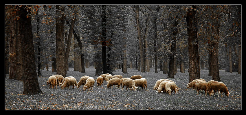 Gold flock