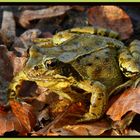 Gold-Frosch