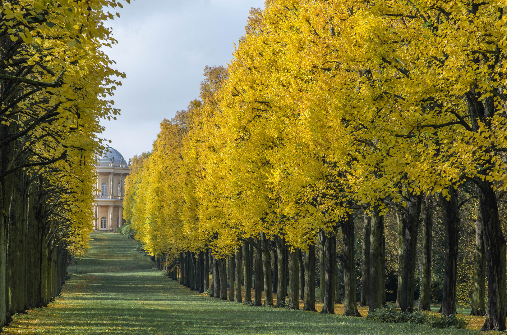 Gold-Gelber Herbst