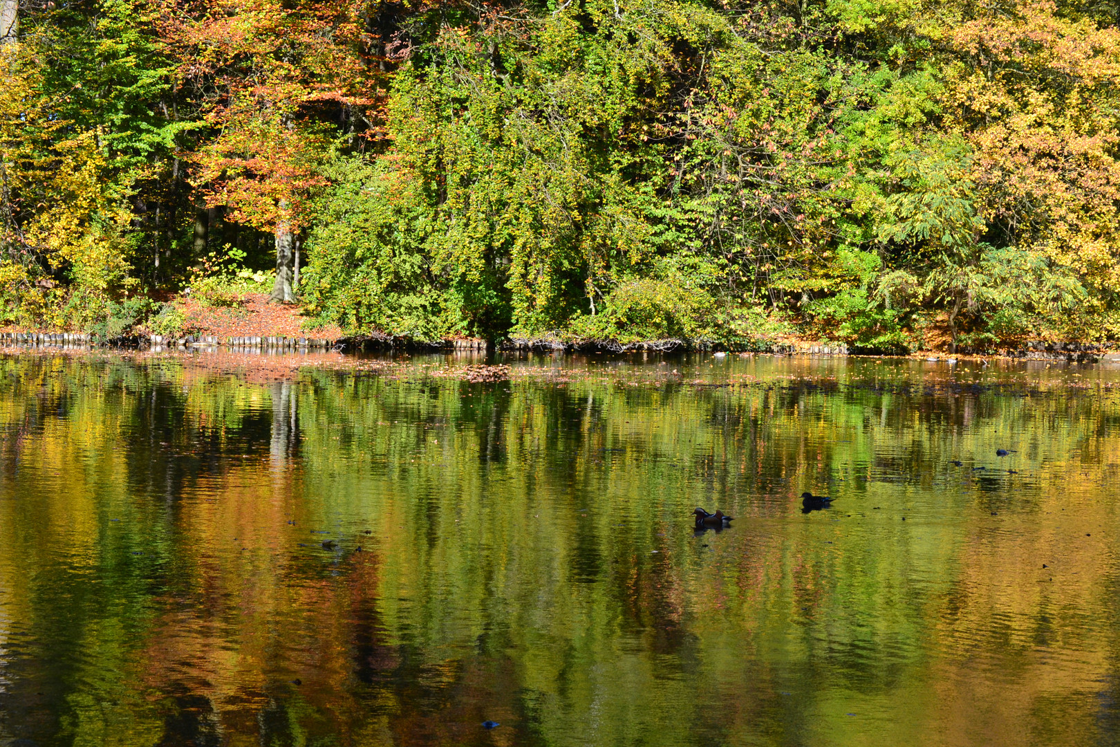 Gold glänzender See