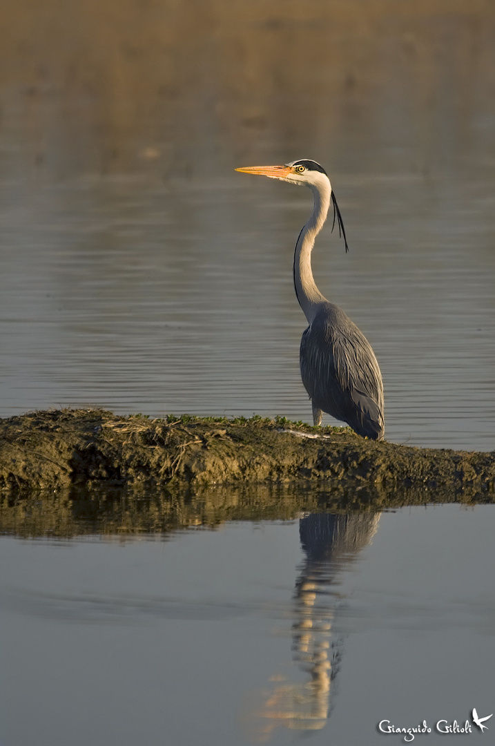 Gold Heron