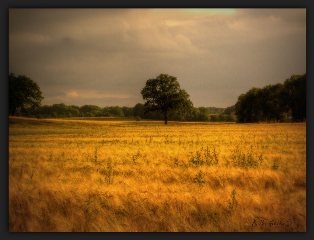 Gold im Abendlicht